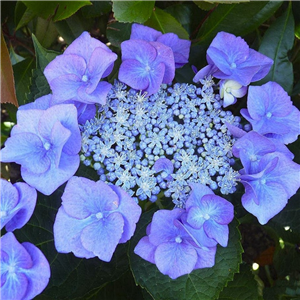 Hydrangea Macrophylla 'Blaumeise'